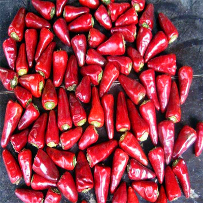چیلی سرخ خشک شده چشم پرنده برای پخت و پز تند