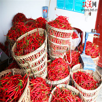 100 گرم Erjingtiao خشک فلفل قرمز تند وکیوم مهر و موم شده