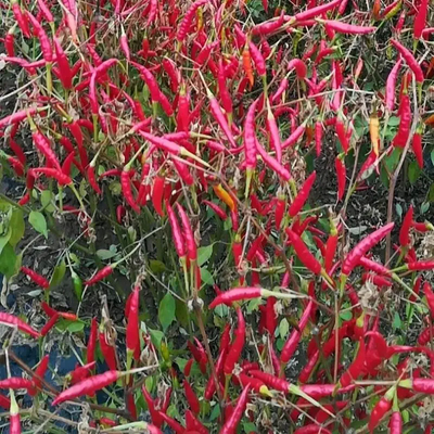 رطوبت ۱۲% حداکثر فلفل های قدرتمند راه حل نهایی کسب و کار شما