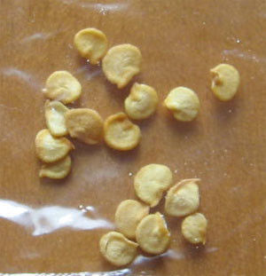 دانه های فلفل دلمه Xinglong Sweet Paprika 25KG Guajillo Chilli Seeds