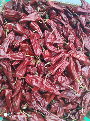 فلفل قرمز خشک Yidu محصول جدید با گواهی HACCP ساقه