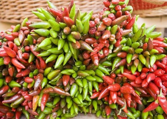 محصول جدید بدون ساقه پرنده های خشک ژاپنی چشم چیلی بابریکا درجه یک