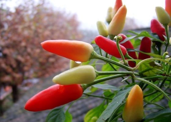 MUI تیانجین قرمز فلفل قرمز معتبر Chilli Pods تک گیاه