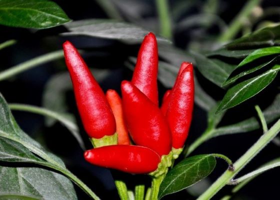 MUI تیانجین قرمز فلفل قرمز معتبر Chilli Pods تک گیاه