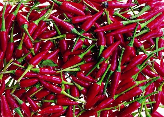 چیلی قرمز تیانجین طعم تند و واقعی از چین