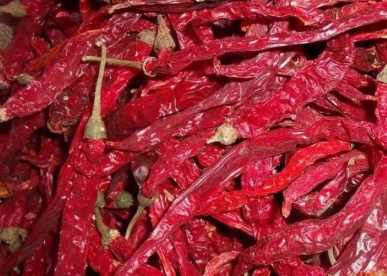 فلفل های چلی اصیل Erjingtiao فلفل های خشک شده با 8-12٪ رطوبت و فرآیند خشک شدن هوا
