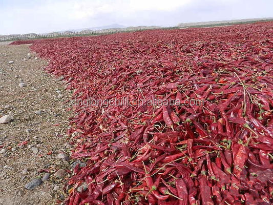 Erjingtiao خشک Chilis استریلیزه تمام فلفل قرمز تند