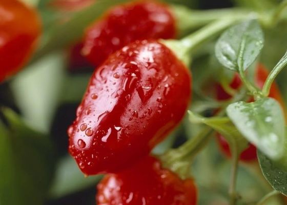 فلفل مرچ دور خشک شده با طعم تند در گرما