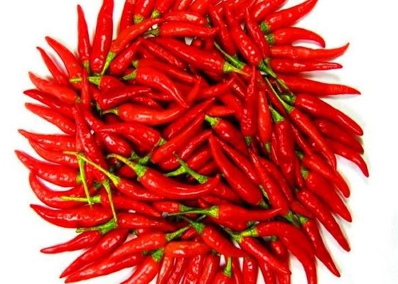 گیاهان تک گیاهان ادویه جات فلفل سرخ خشک شده با نجاستی حداکثر 1٪
