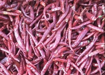 تک گیاه خشک Tianjin Red Chilies High SHU Spicy HACCP