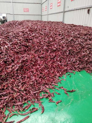 درجه A چیلی گوجیلو خشک شده کامل / عصا نجاستی 0.3٪ حداکثر درجه 10-15 سانتی متر