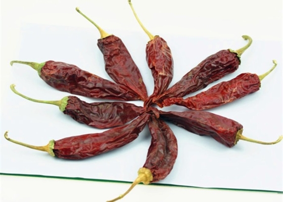 کل / چوب 10-15 سانتی متر طول چیلی خشک شده گوجیلو برای استفاده از استو
