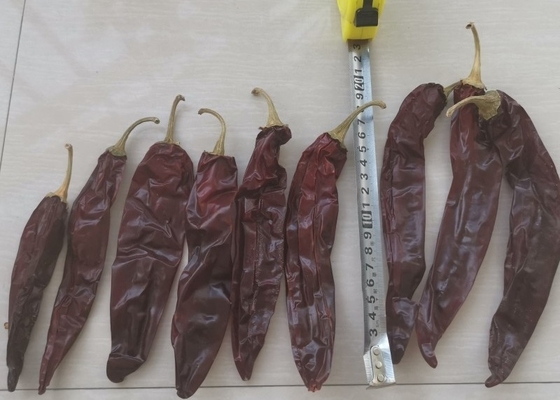 کل / چوب 10-15 سانتی متر طول چیلی خشک شده گوجیلو برای استفاده از استو