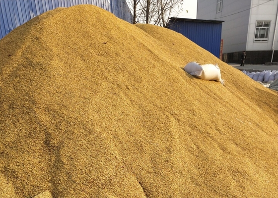 SHU5000-15000 دانه های چیلی هیبریدی خشک شده تیانجین یا Yidu برای پودر ادویه