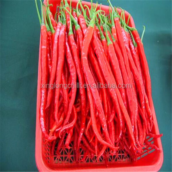 Small Red Bullet Chilli with Hat Broken Rate 2 Percent Max Meeting Industrial Standards and Bulk Order Requirements
